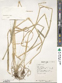 Hordeum vulgare image