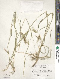 Hordeum murinum image