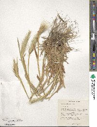 Hordeum murinum subsp. glaucum image