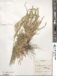 Hordeum murinum image