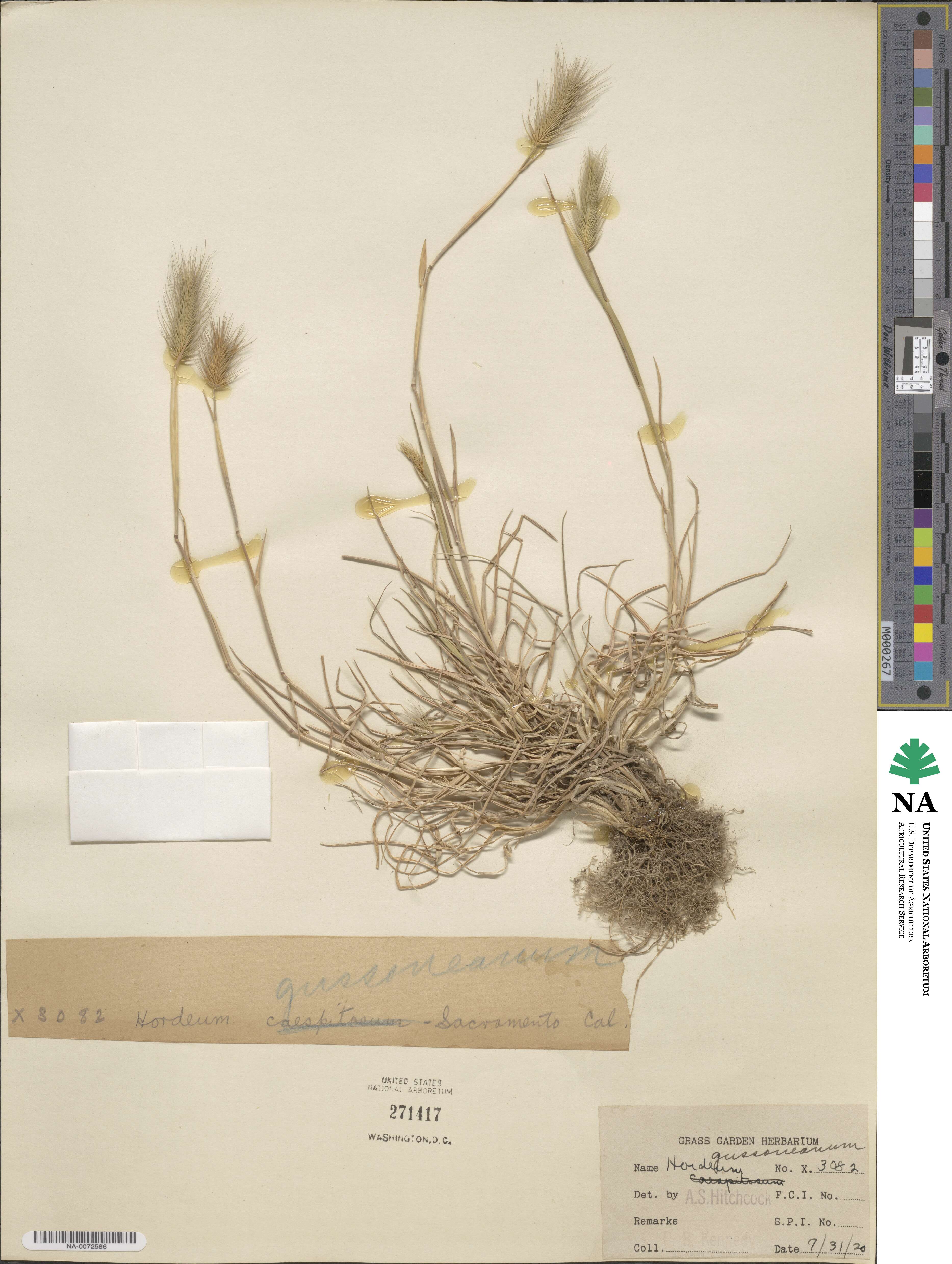 Hordeum marinum subsp. gussoneanum image