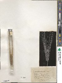 Hordeum vulgare image