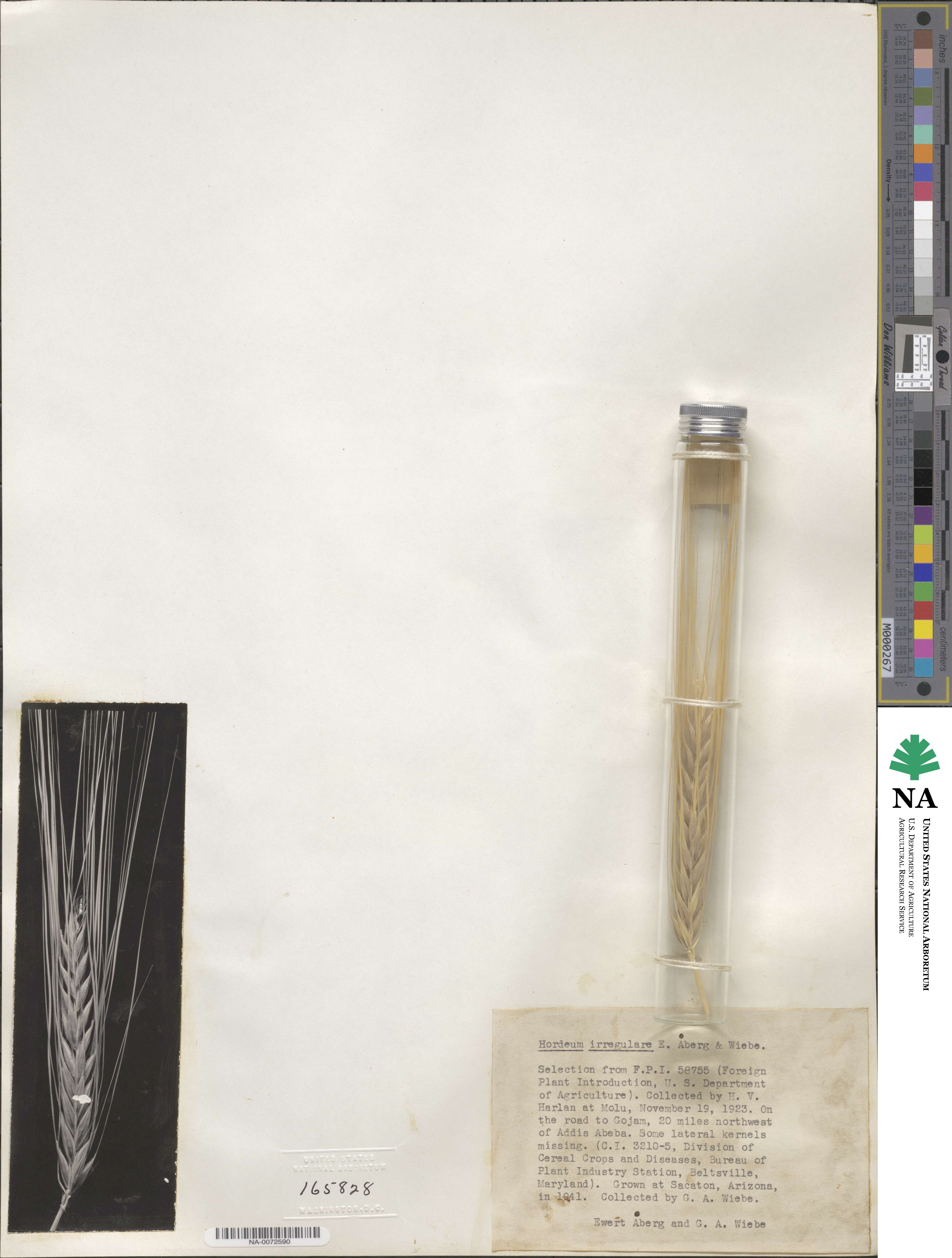 Hordeum vulgare image