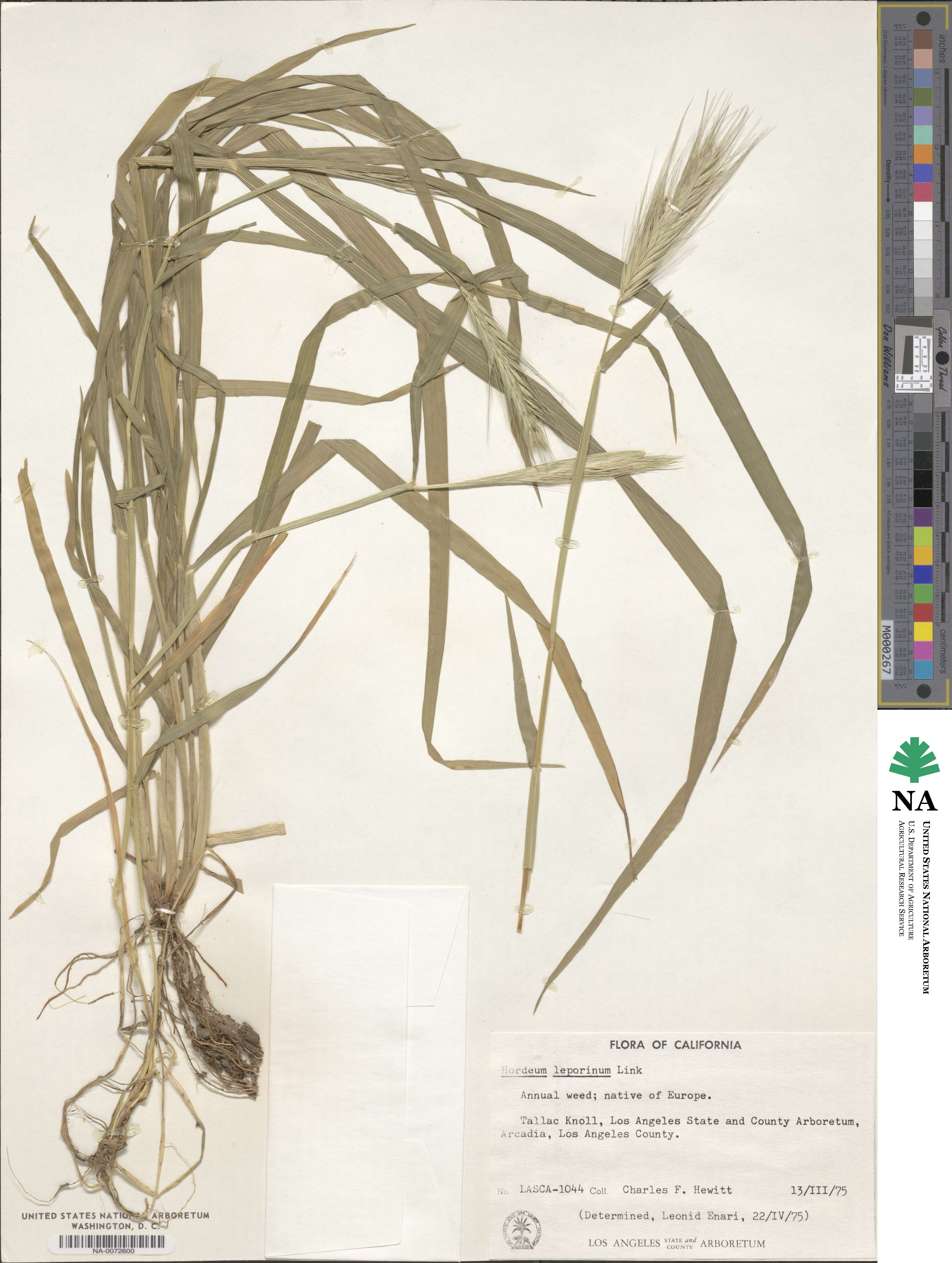 Hordeum murinum subsp. leporinum image