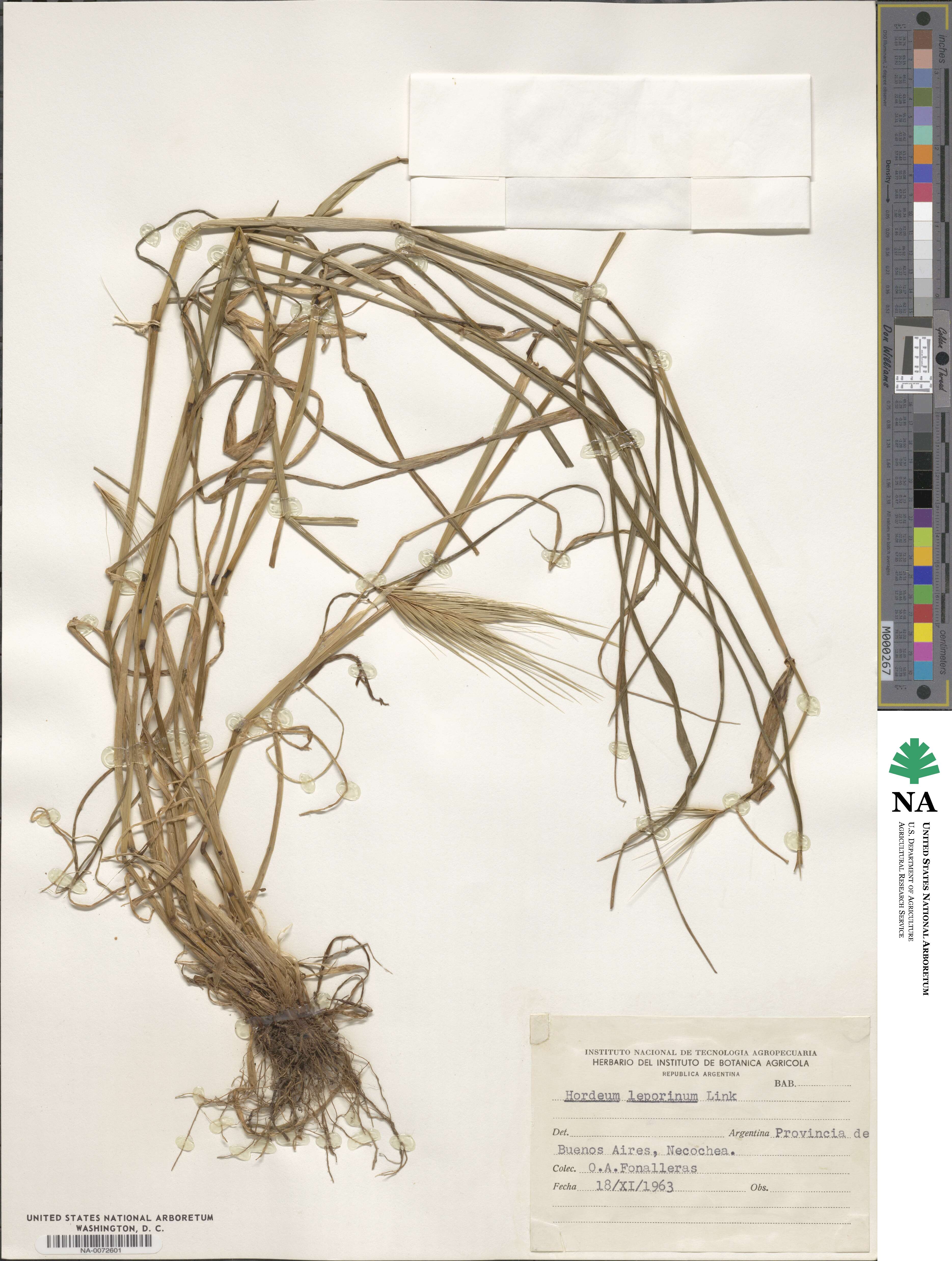 Hordeum murinum subsp. leporinum image