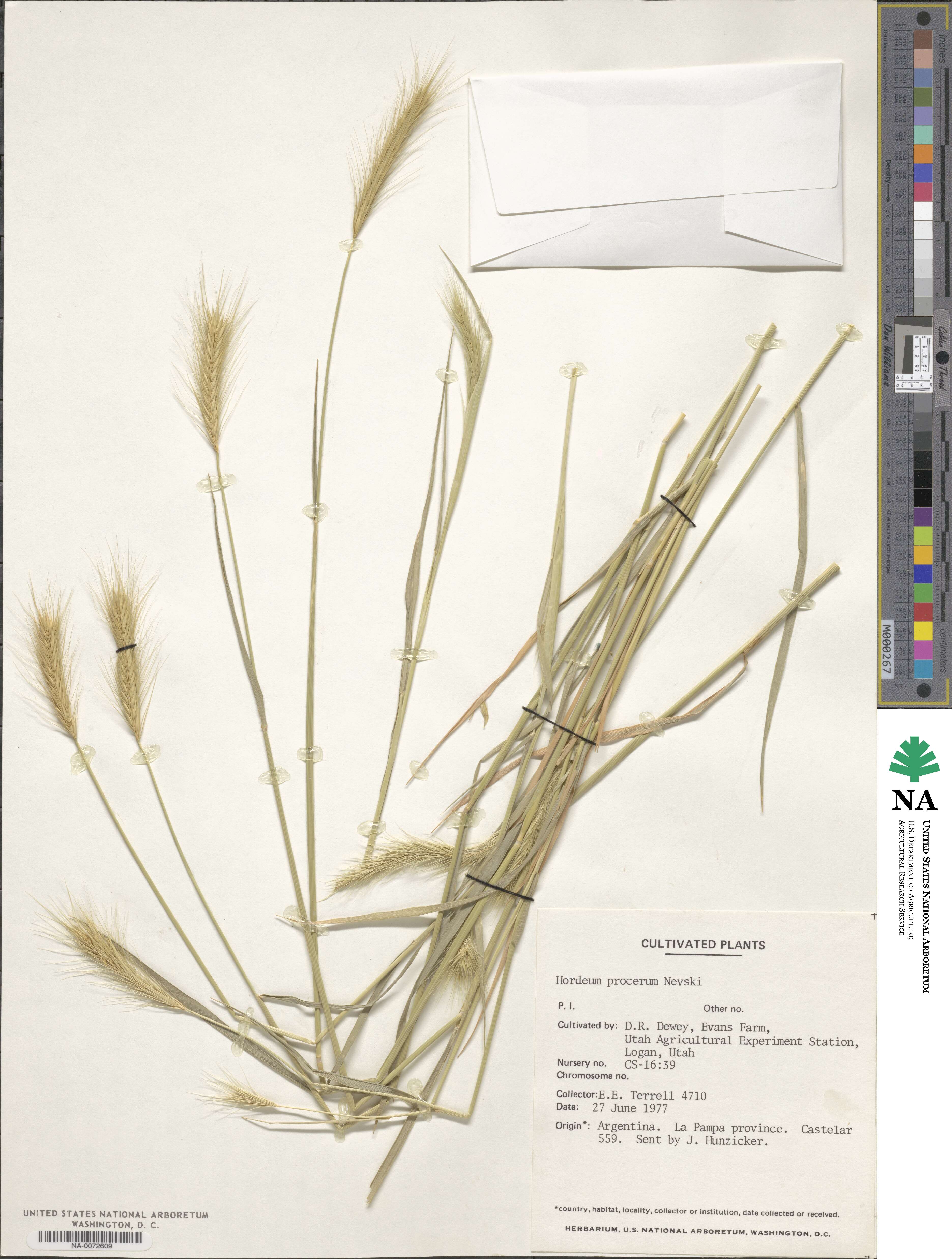 Hordeum procerum image