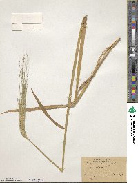 Hordeum vulgare image