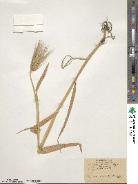 Hordeum vulgare image