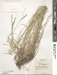 Hordeum stenostachys image