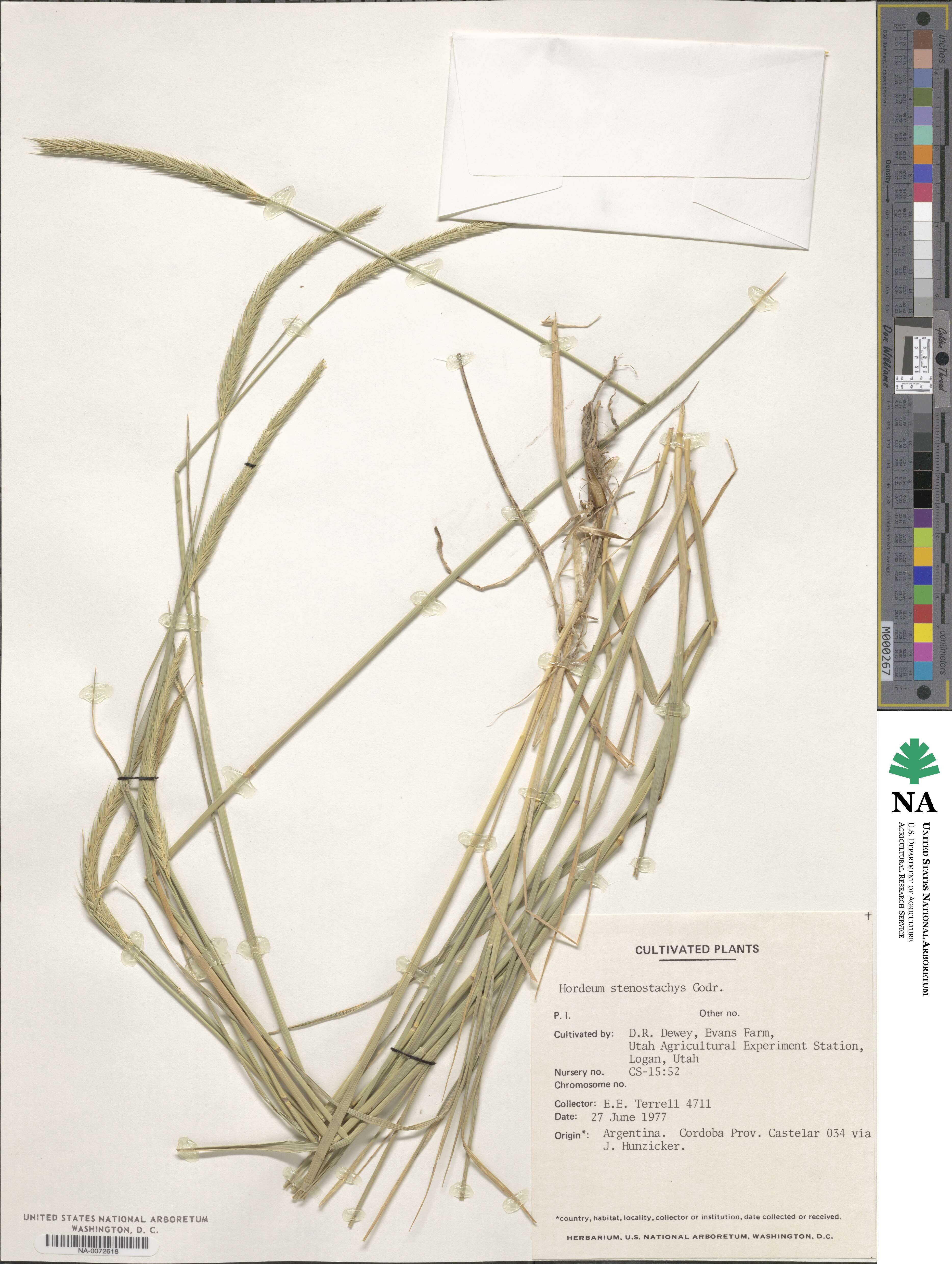 Hordeum stenostachys image