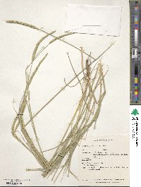 Hordeum stenostachys image