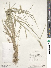 Hordeum brevisubulatum image