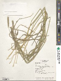 Hordeum brevisubulatum image