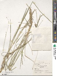 Hordeum brevisubulatum image