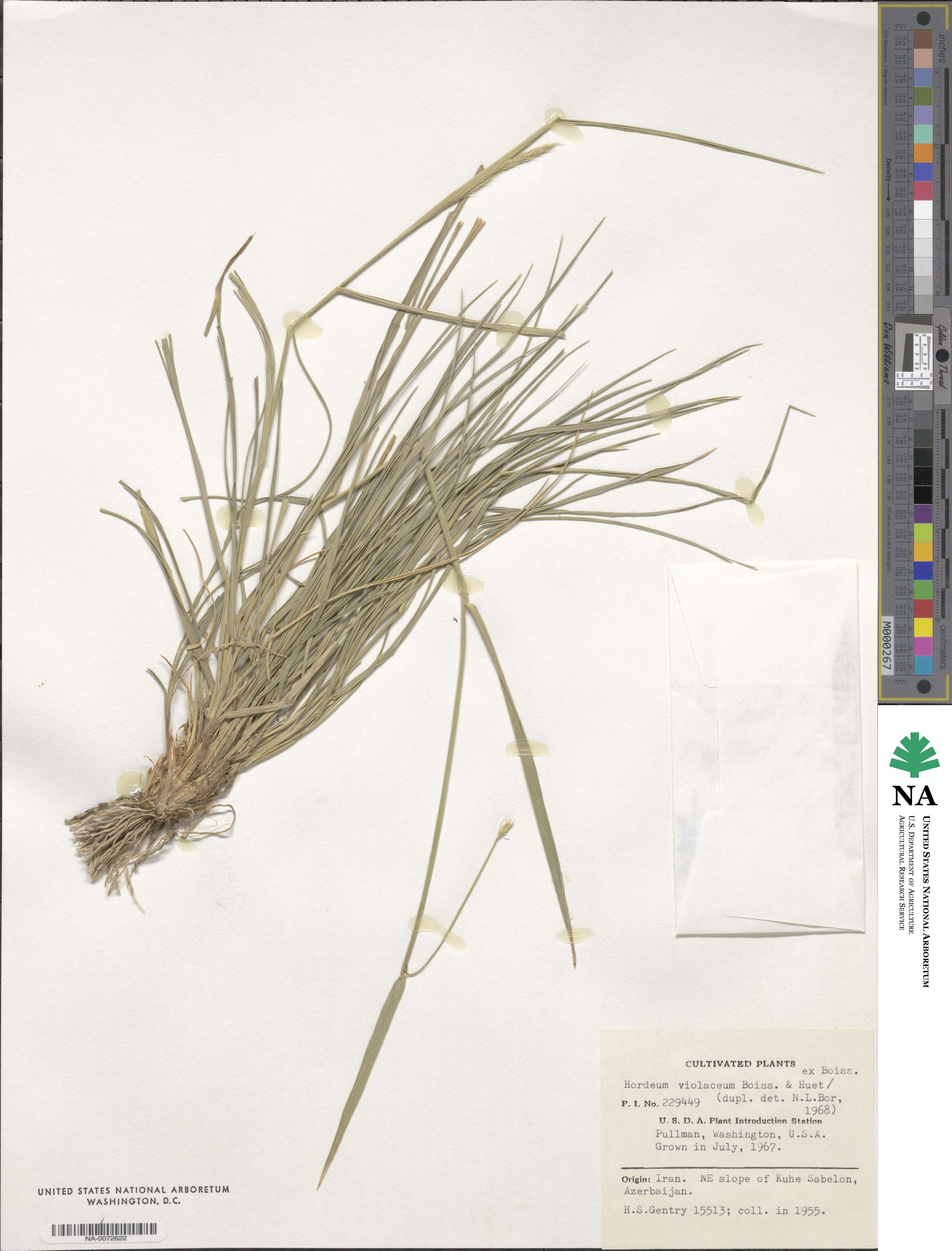 Hordeum brevisubulatum image