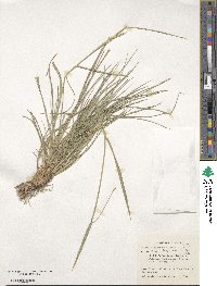 Hordeum brevisubulatum image