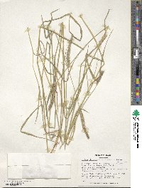 Hordeum brevisubulatum image