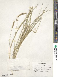 Hordeum brevisubulatum image