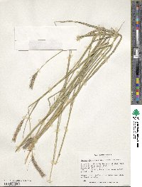 Hordeum brevisubulatum image