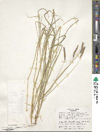 Hordeum brevisubulatum image