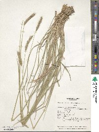 Hordeum brevisubulatum image