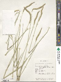 Hordeum brevisubulatum image