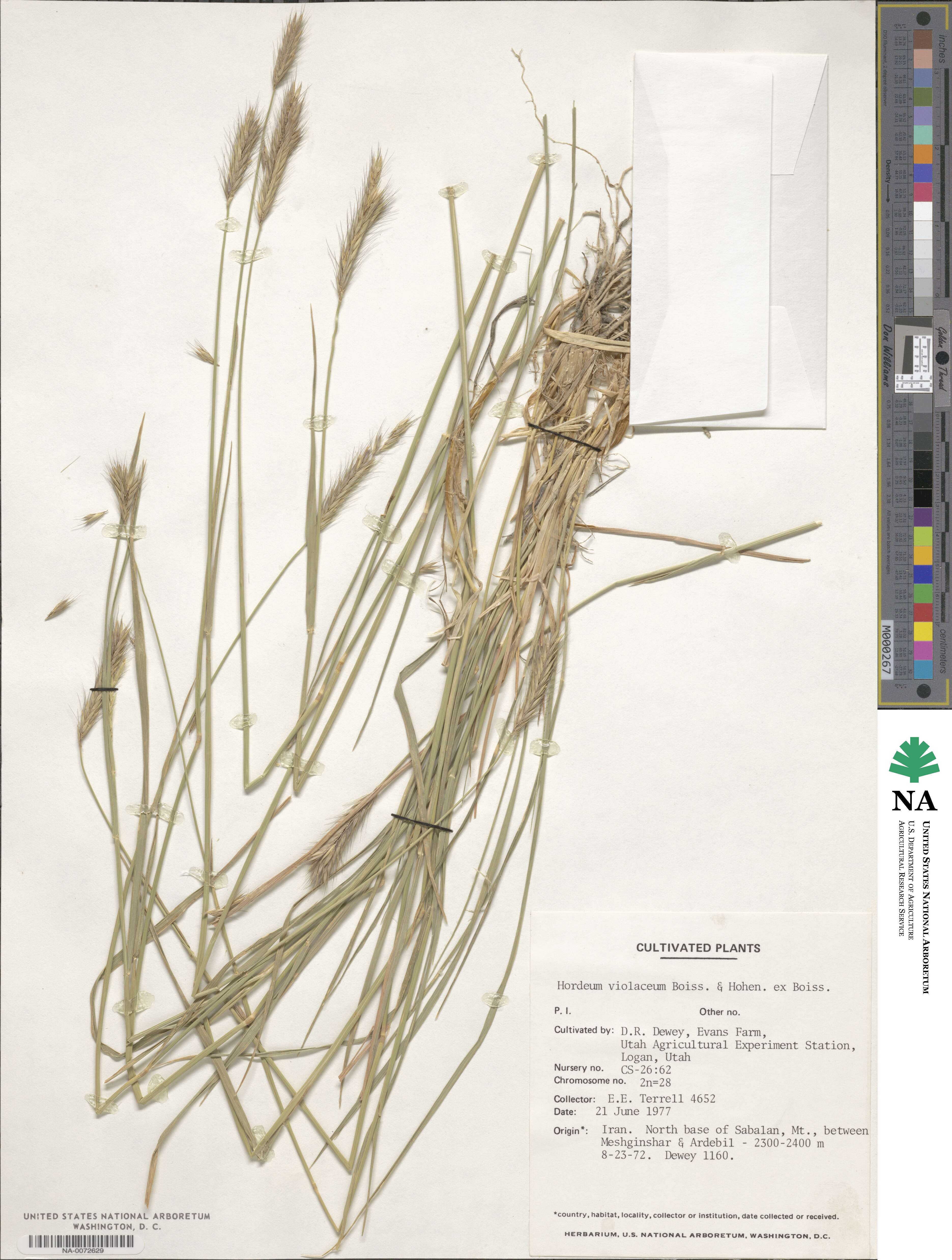 Hordeum brevisubulatum image