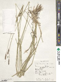 Hordeum brevisubulatum image