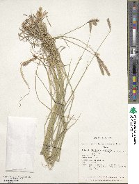 Hordeum brevisubulatum image