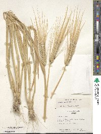 Hordeum vulgare image