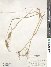 Hordeum vulgare image