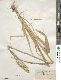 Hordeum vulgare image