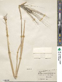 Hordeum vulgare image