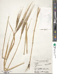 Hordeum vulgare image