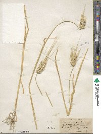 Hordeum vulgare image