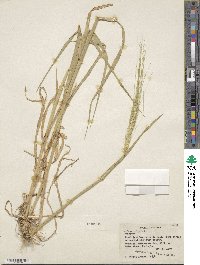 Hordeum vulgare image