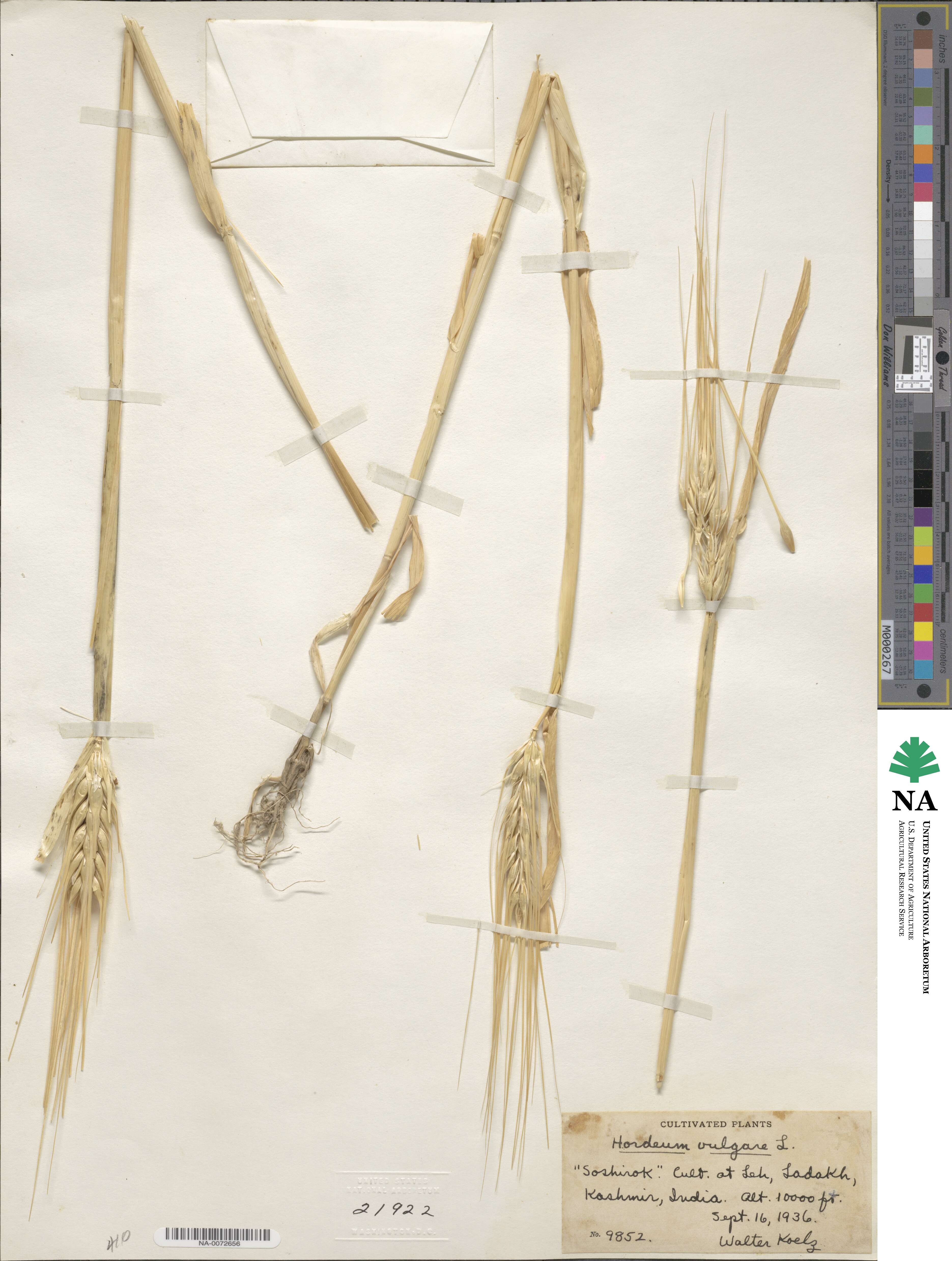 Hordeum vulgare image