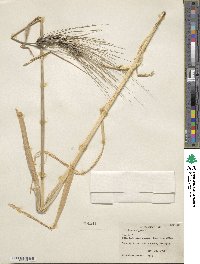 Hordeum vulgare image