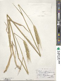 Hordeum vulgare image