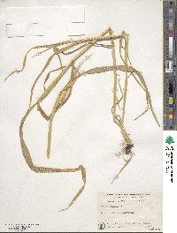 Hordeum vulgare image