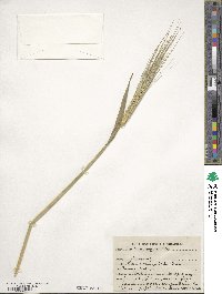 Hordeum vulgare image