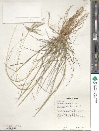 Bothriochloa ischaemum image