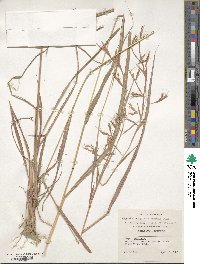 Hyparrhenia papillipes image