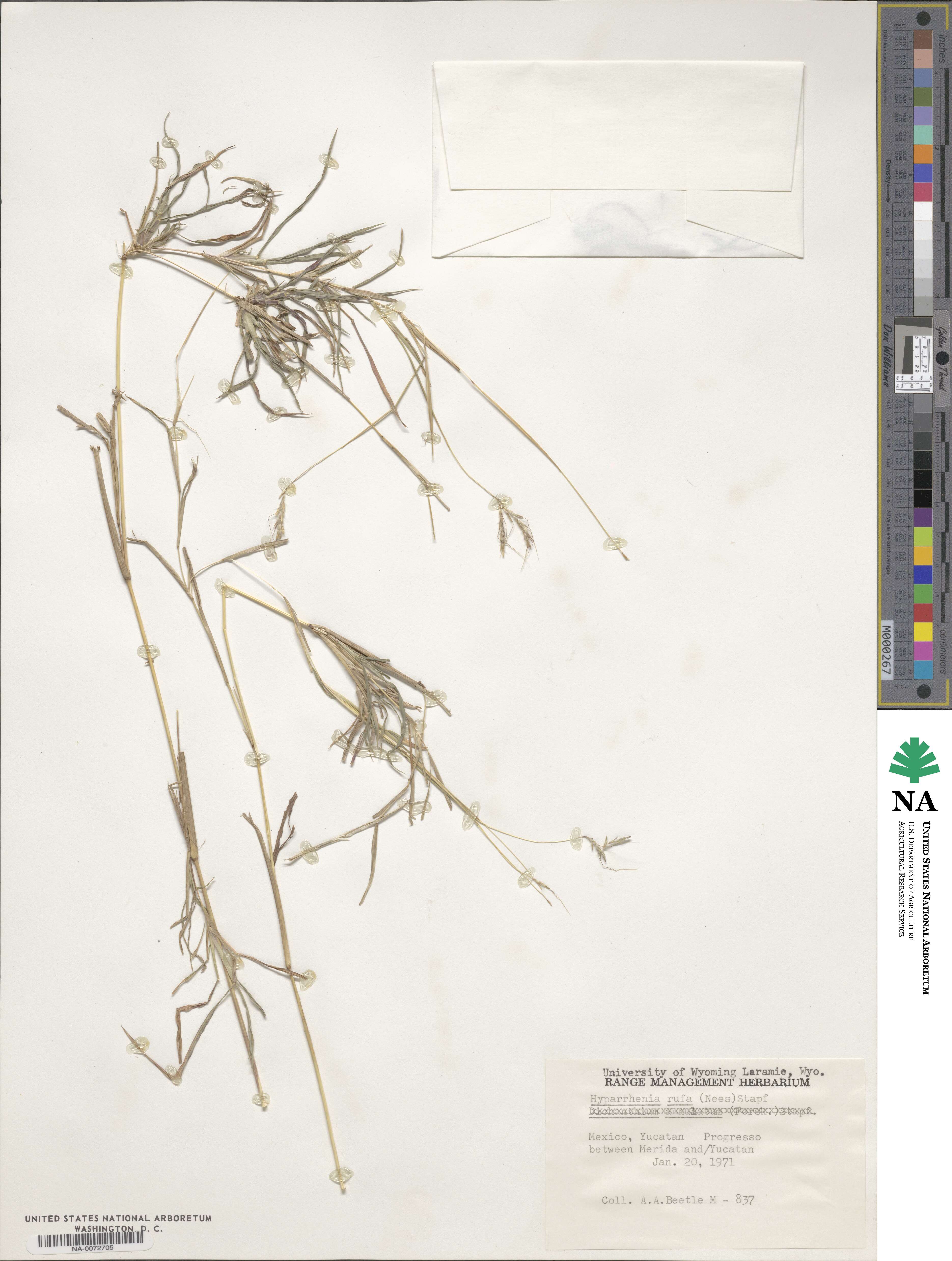 Hyparrhenia rufa image