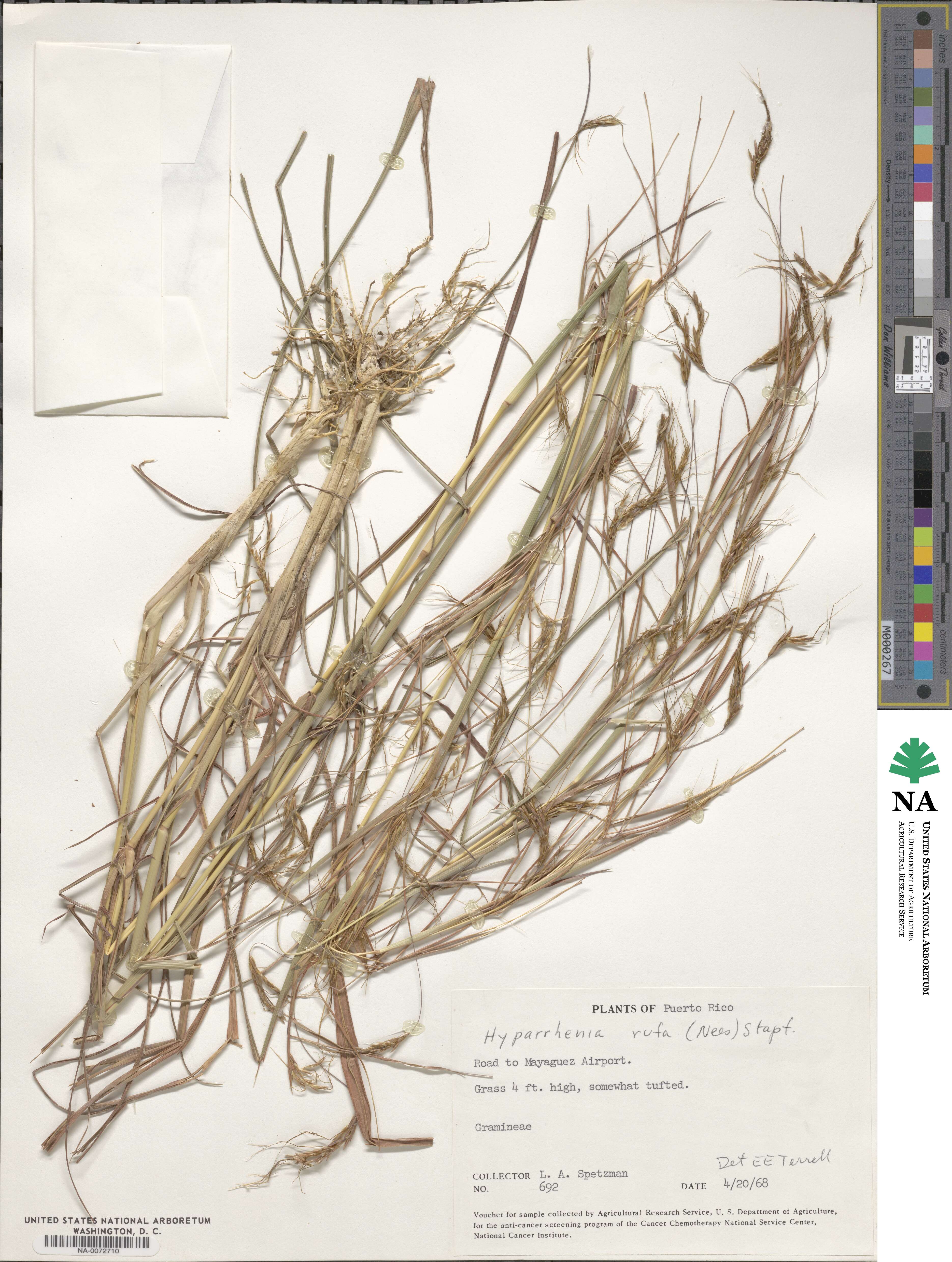 Hyparrhenia rufa image