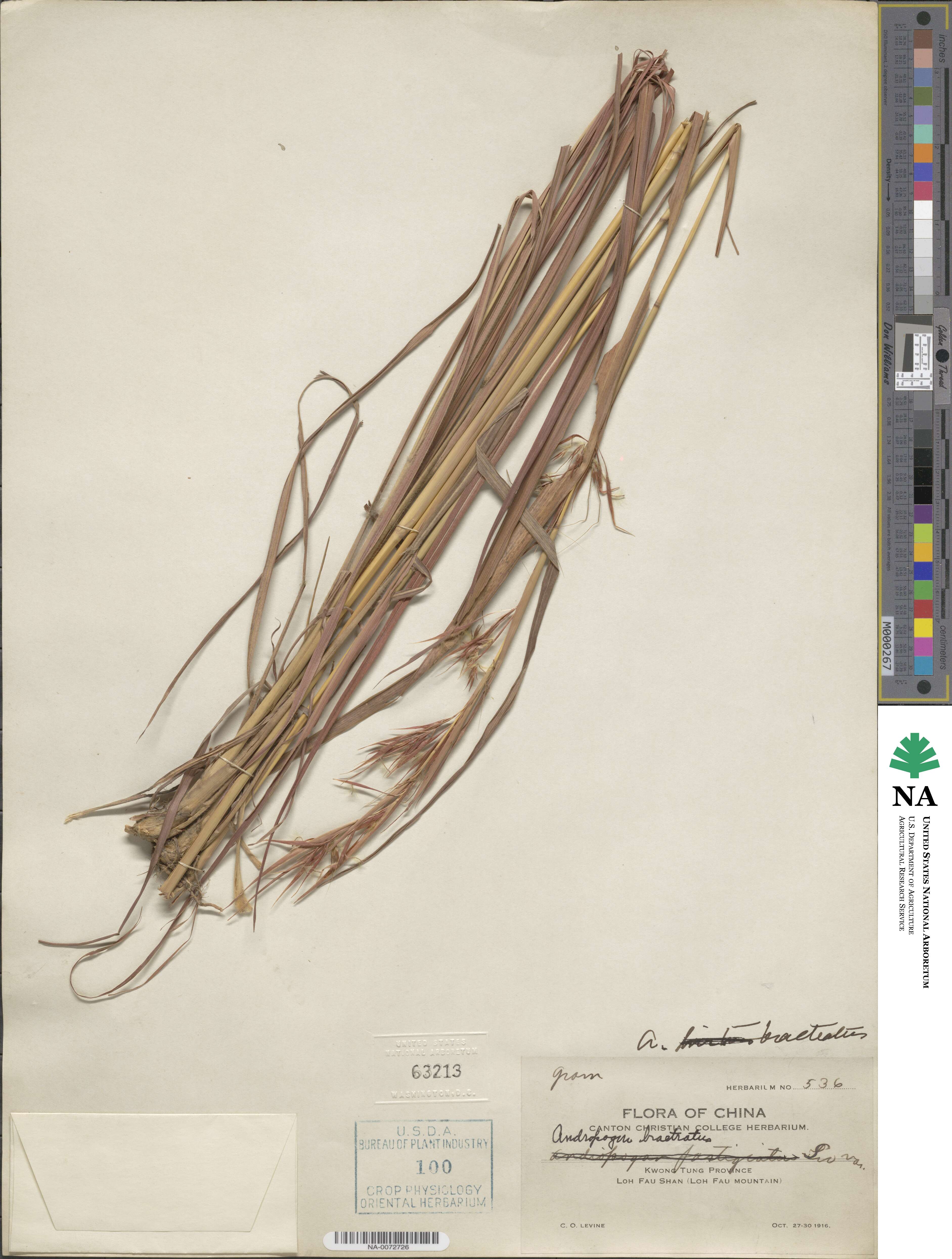 Hyparrhenia bracteata image