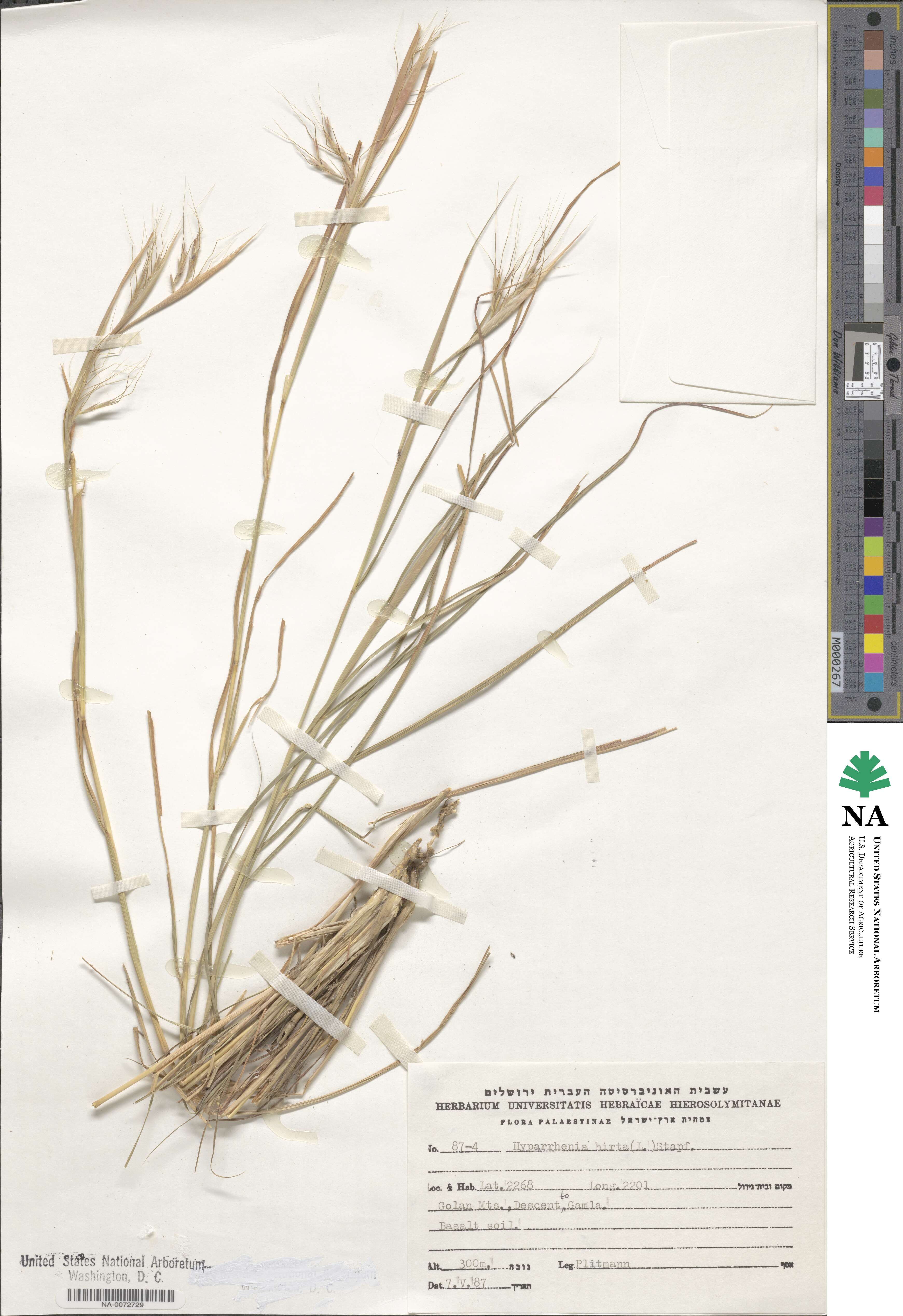 Hyparrhenia hirta image