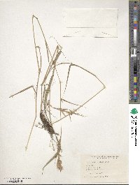 Hyparrhenia collina image