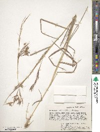 Hyparrhenia collina image