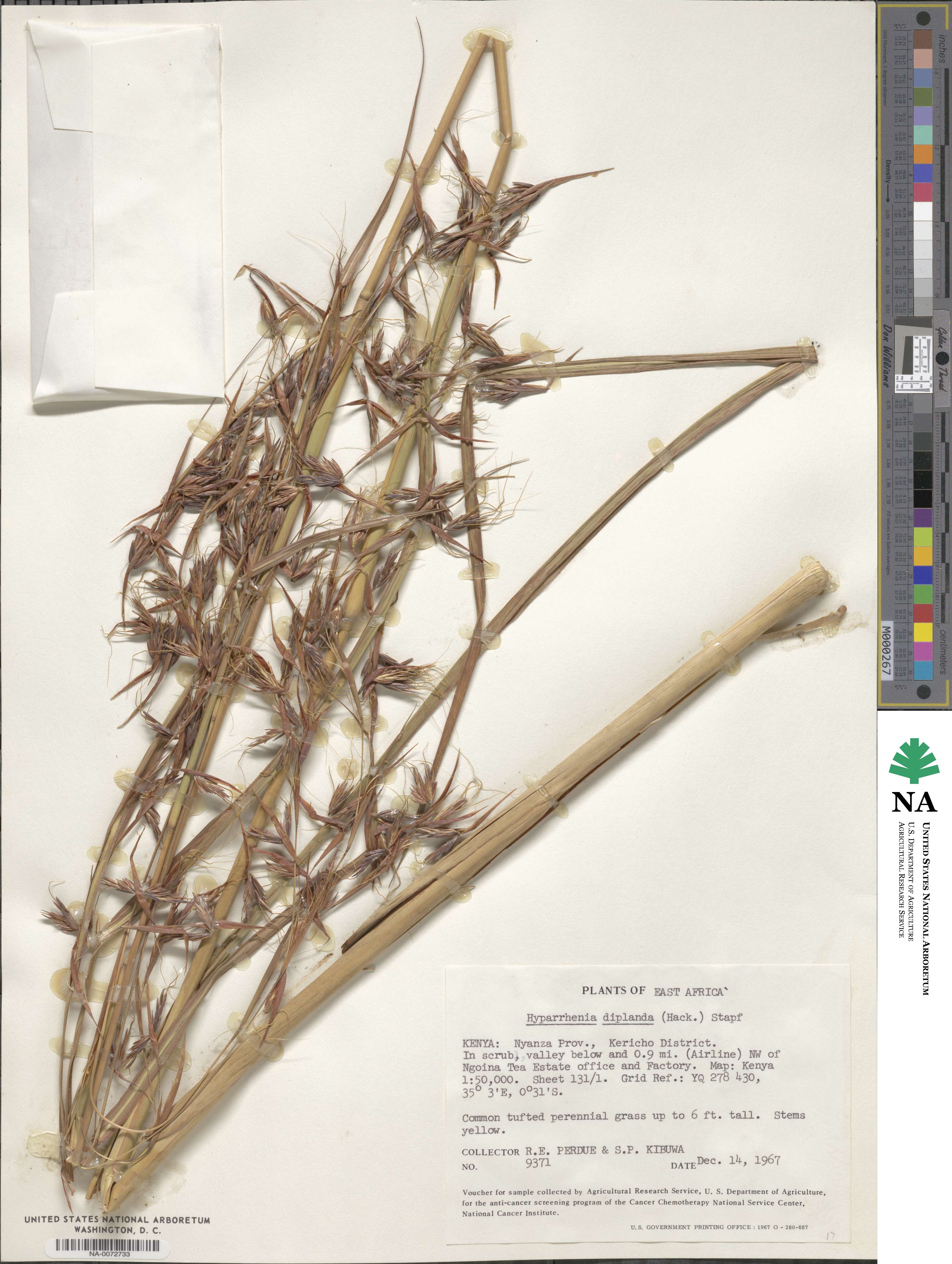 Hyparrhenia diplandra image